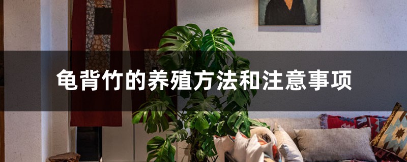 龟背竹的养殖方法和注意事项 龟背竹的养殖方法和注意事项
