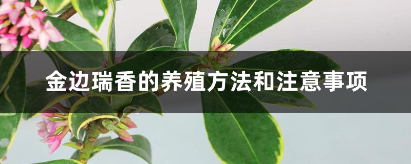 金边瑞香的养殖方法和注意事项 金边瑞香的养殖方法和注意事项