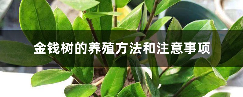 金钱树的养殖方法和注意事项 金钱树的养殖方法和注意事项
