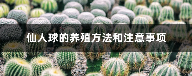 仙人球的养殖方法和注意事项 仙人球的养殖方法和注意事项