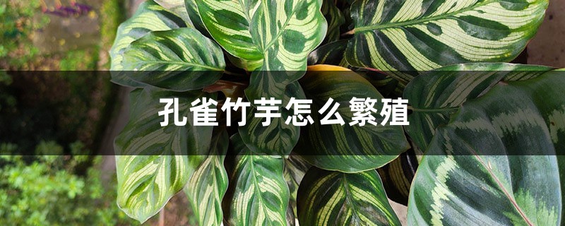 孔雀竹芋怎么繁殖 孔雀竹芋怎么繁殖
