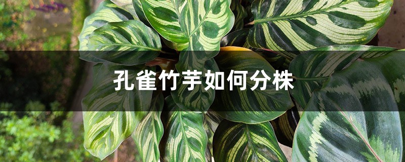 孔雀竹芋如何分株 孔雀竹芋如何分株