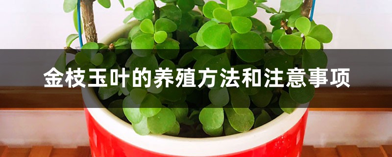 金枝玉叶的养殖方法和注意事项 金枝玉叶的养殖方法和注意事项