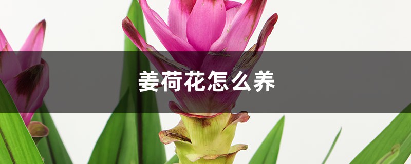 姜荷花怎么养 姜荷花怎么养