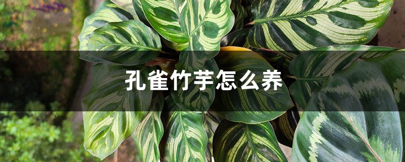 孔雀竹芋怎么养 孔雀竹芋怎么养