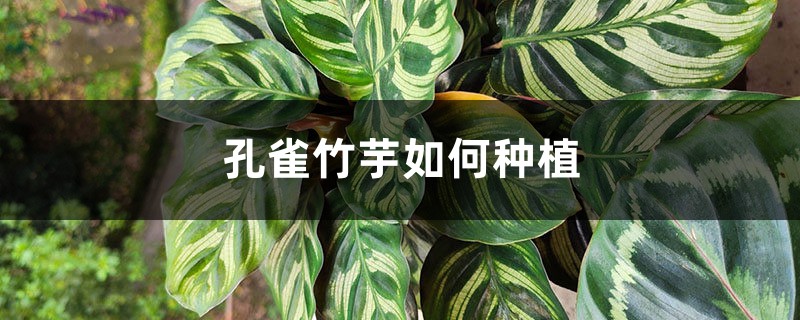 孔雀竹芋如何种植 孔雀竹芋如何种植