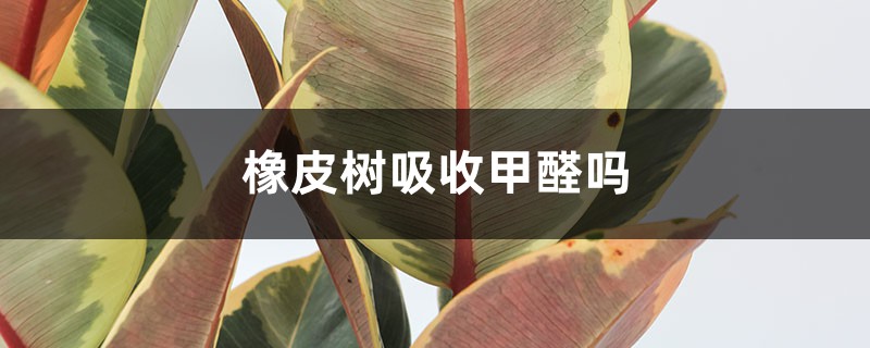 橡皮树吸收甲醛吗 橡皮树吸收甲醛吗