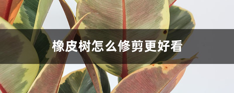 橡皮树怎么修剪更好看 橡皮树怎么修剪更好看
