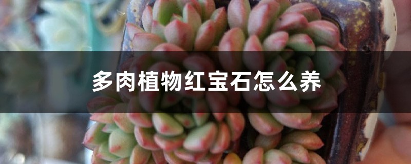 多肉植物红宝石怎么养 多肉植物红宝石怎么养