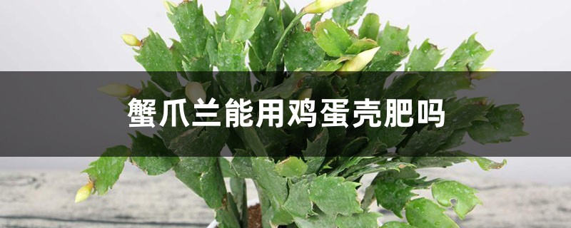 蟹爪兰能用鸡蛋壳肥吗 蟹爪兰能用鸡蛋壳肥吗