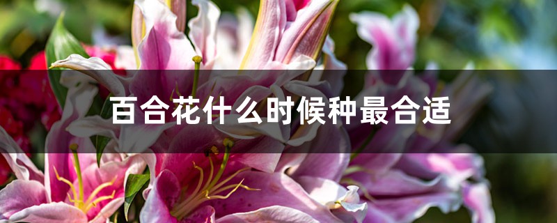 百合花什么时候种最合适 百合花什么时候种最合适