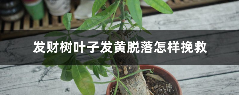 发财树叶子发黄脱落怎样挽救 发财树叶子发黄脱落怎样挽救