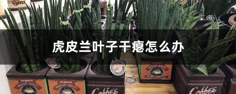虎皮兰叶子干瘪怎么办 虎皮兰叶子干瘪怎么办
