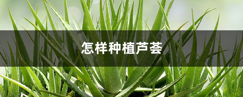 怎样种植芦荟 怎样种植芦荟