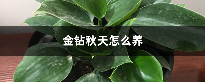 金钻秋天怎么养 金钻秋天怎么养