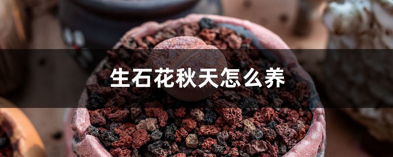 生石花秋天怎么养 生石花秋天怎么养