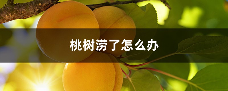 桃树涝了怎么办 桃树涝了怎么办
