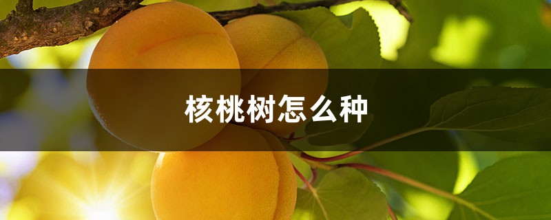 核桃树怎么种 核桃树怎么种