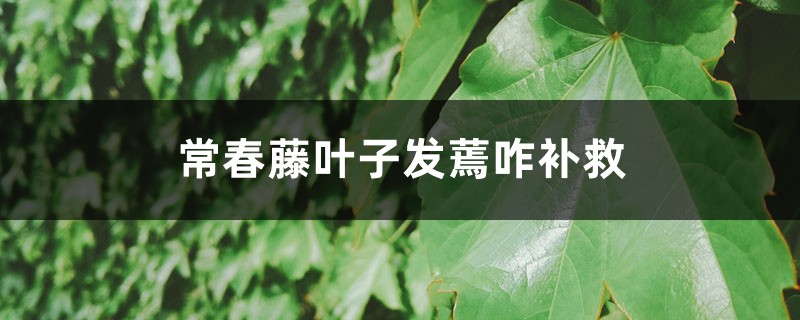 常春藤叶子发蔫咋补救 常春藤叶子发蔫咋补救