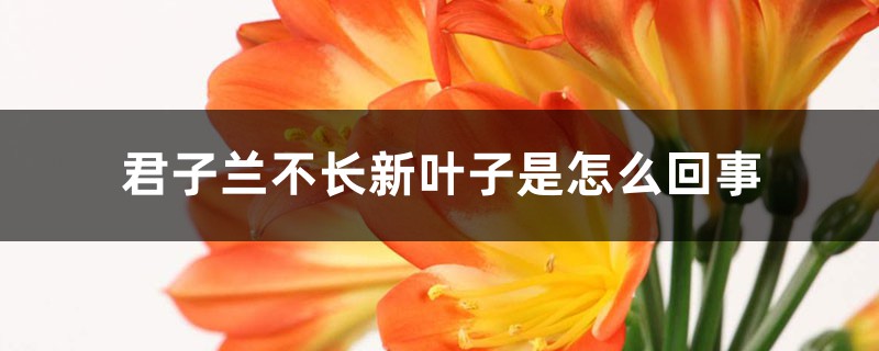 君子兰不长新叶子是怎么回事 君子兰不长新叶子是怎么回事