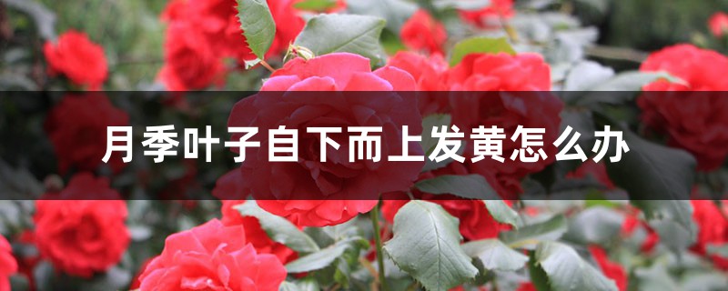 月季叶子自下而上发黄怎么办 月季叶子自下而上发黄怎么办