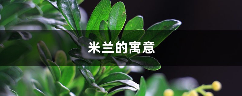 米兰的寓意 米兰的寓意