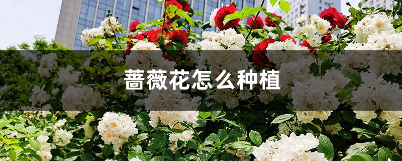 蔷薇花怎么种植 蔷薇花怎么种植