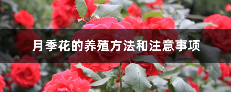 月季花的养殖方法和注意事项 月季花的养殖方法和注意事项