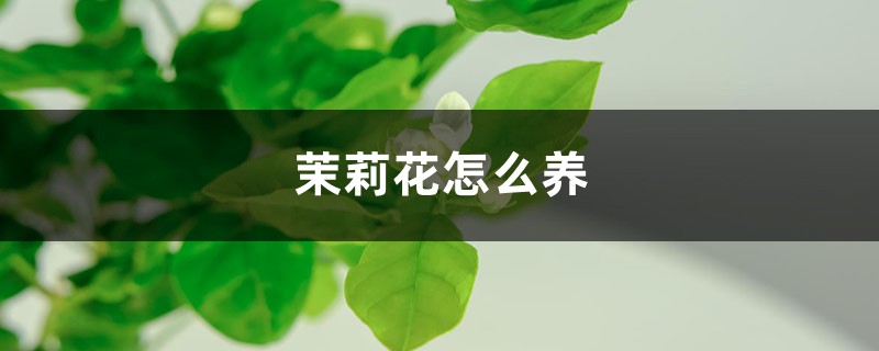 茉莉花怎么养 茉莉花怎么养