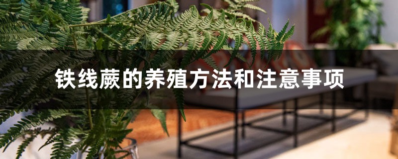 铁线蕨的养殖方法和注意事项 铁线蕨的养殖方法和注意事项