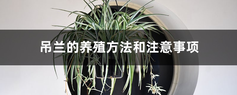 吊兰的养殖方法和注意事项 吊兰的养殖方法和注意事项