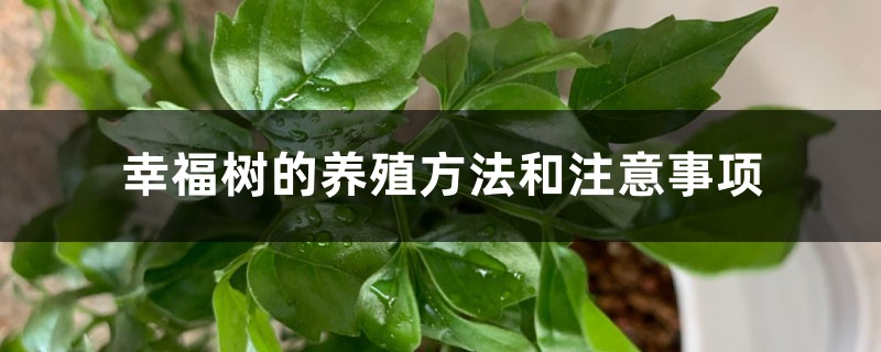 幸福树的养殖方法和注意事项 幸福树的养殖方法和注意事项