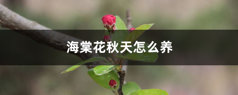 海棠花秋天怎么养 海棠花秋天怎么养