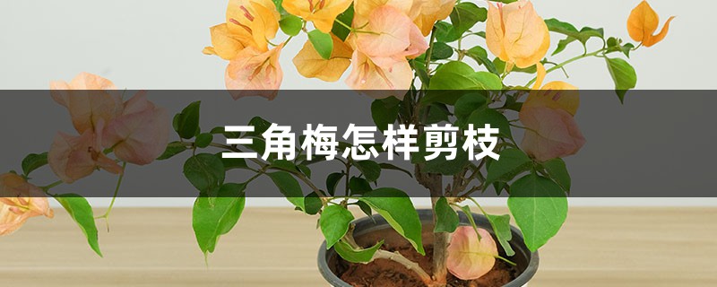 三角梅怎样剪枝 三角梅怎样剪枝