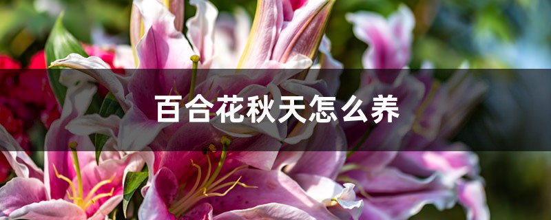 百合花秋天怎么养 百合花秋天怎么养