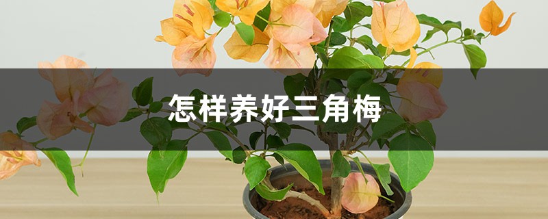 怎样养好三角梅 怎样养好三角梅