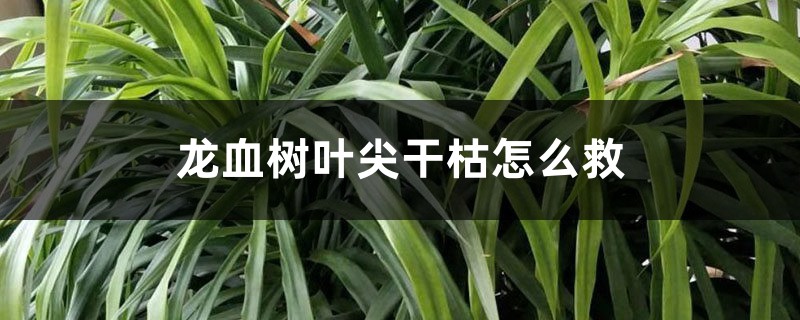 龙血树叶尖干枯怎么救 龙血树叶尖干枯怎么救