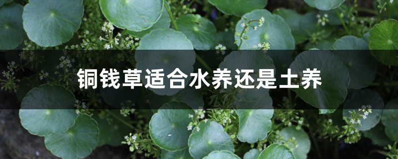 铜钱草水养还是土养好 铜钱草水养还是土养好