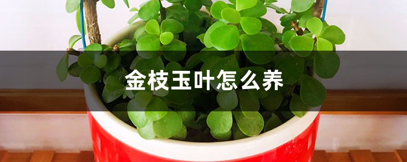 金枝玉叶怎么养 金枝玉叶怎么养