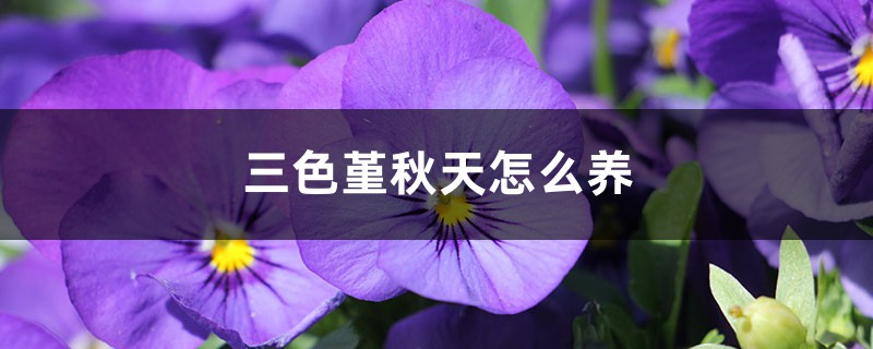 三色堇秋天怎么养 三色堇秋天怎么养