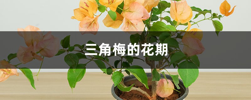 三角梅的花期 三角梅的花期