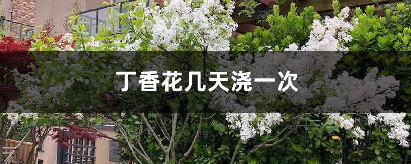 丁香花几天浇一次 丁香花几天浇一次