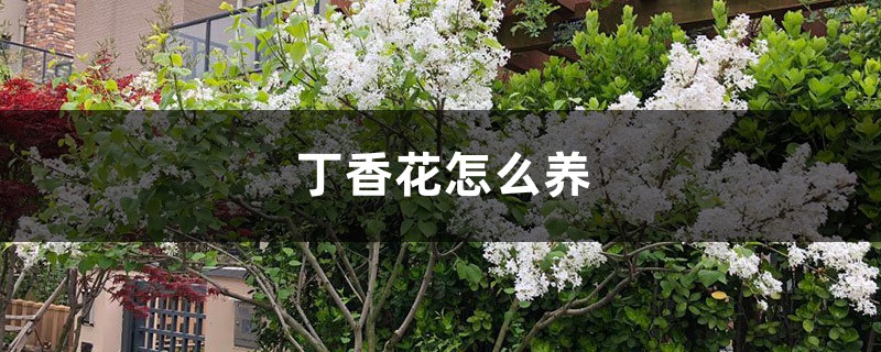 丁香花怎么养 丁香花怎么养