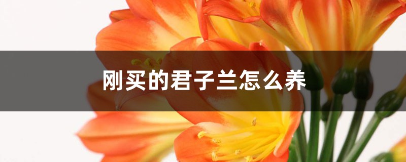 刚买的君子兰怎么养 刚买的君子兰怎么养