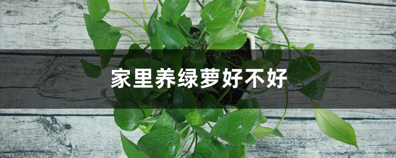 家里养绿萝好不好 家里养绿萝好不好