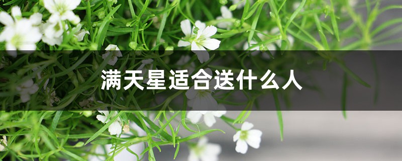 满天星适合送什么人 满天星适合送什么人