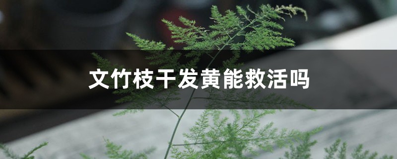 文竹枝干发黄能救活吗 文竹枝干发黄能救活吗