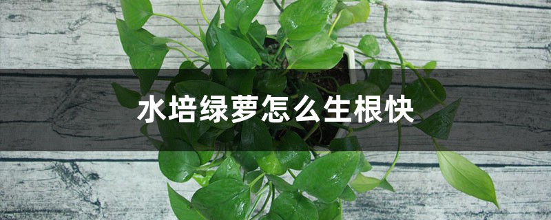 水培绿萝怎么生根快,不生根怎么办? 水培绿萝怎么生根快,不生根怎么办?