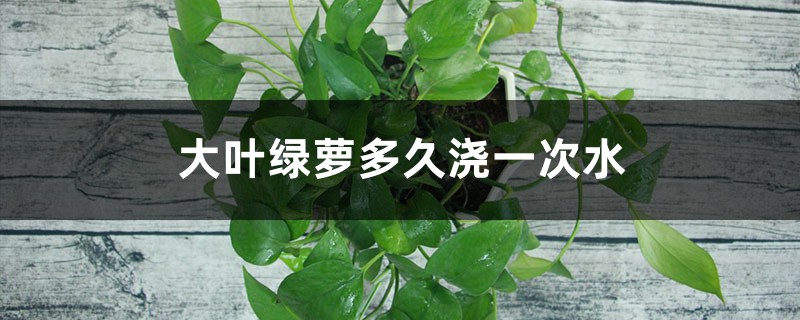 大叶绿萝多久浇一次水,叶子发黄怎么办? 大叶绿萝多久浇一次水,叶子发黄怎么办?