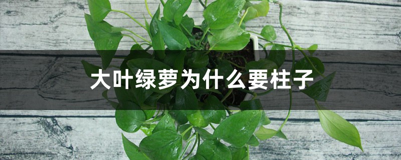 大叶绿萝为什么要柱子,棕柱如何浇水? 大叶绿萝为什么要柱子,棕柱如何浇水?